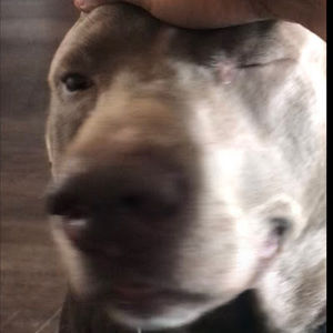 Meet your Posher, Deidrich